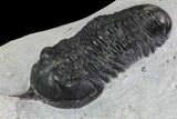 Bargain, Morocconites Trilobite Fossil - Morocco #100370-1